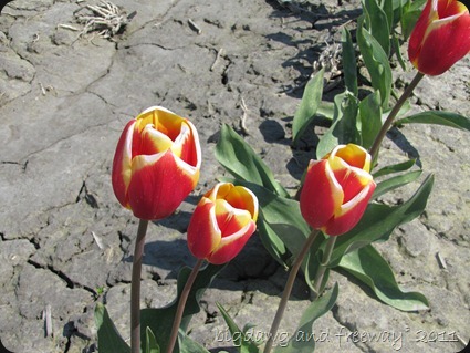 IMG_5725 IMG_5725
