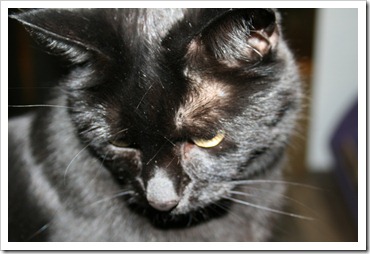 ThisCharmingCat black cat