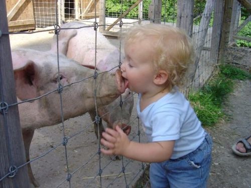 [swine flu[4].jpg]