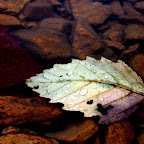 nature reserve