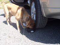 20090815_123329.JPG