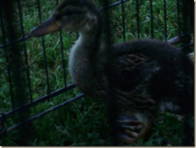 June2010 032