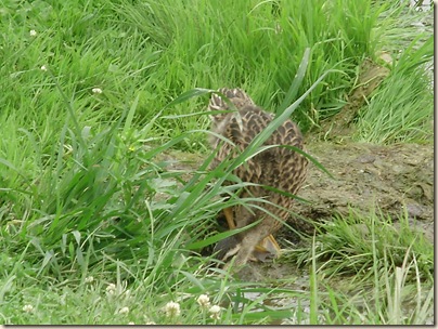 June2010 078