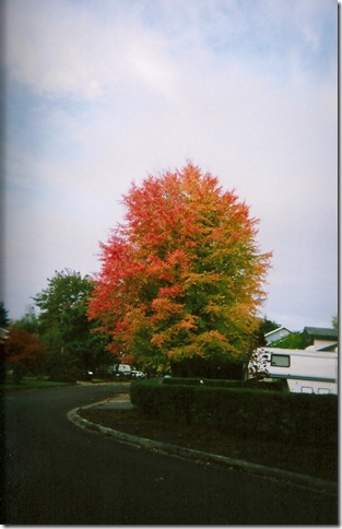 Fall color with travel trailer