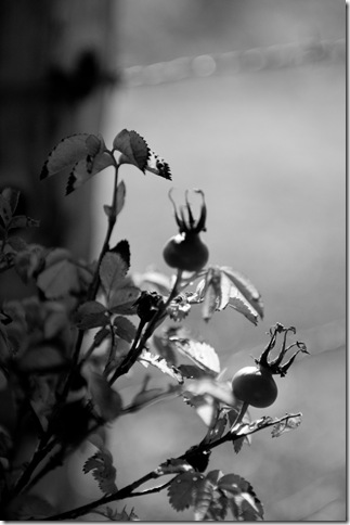B&W-6