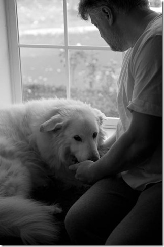 Sam dog-2