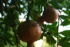 IMG_5240.JPG