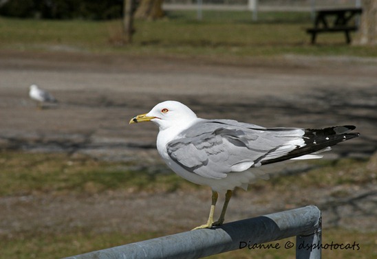 Seagull@Riverside Park