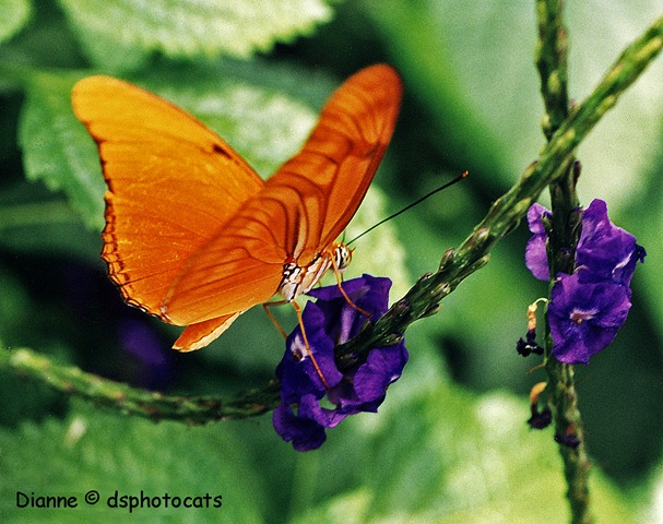 [IMG_0010 Orange Butterfly [5].jpg]