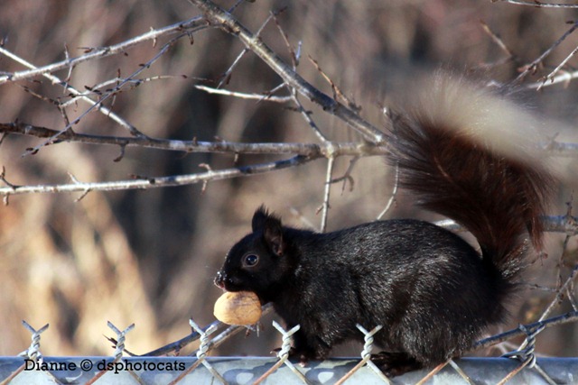 [IMG_9362Squirrel24.jpg]