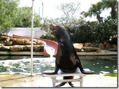 sea lion