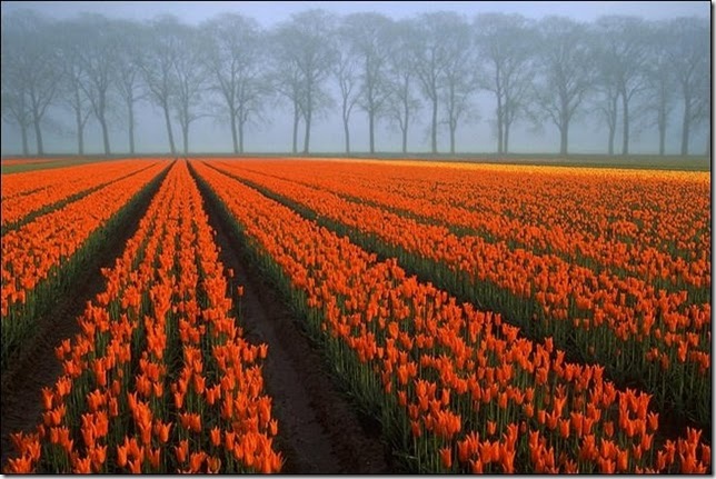 tulip-fields16