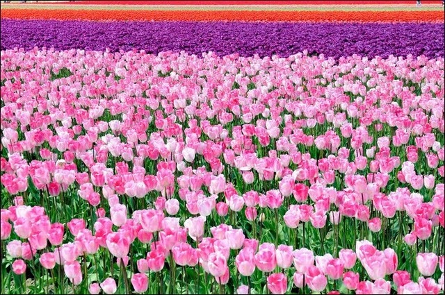 [tulip-fields18[3].jpg]
