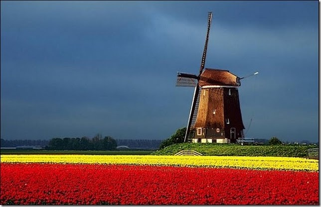 tulip-fields4