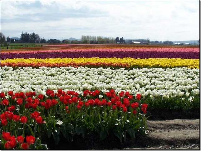 tulip-fields6