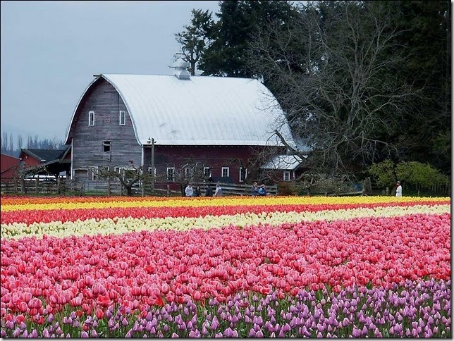 tulip-fields9