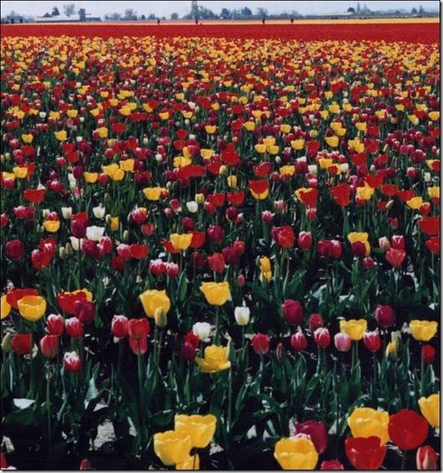 tulip-fields10