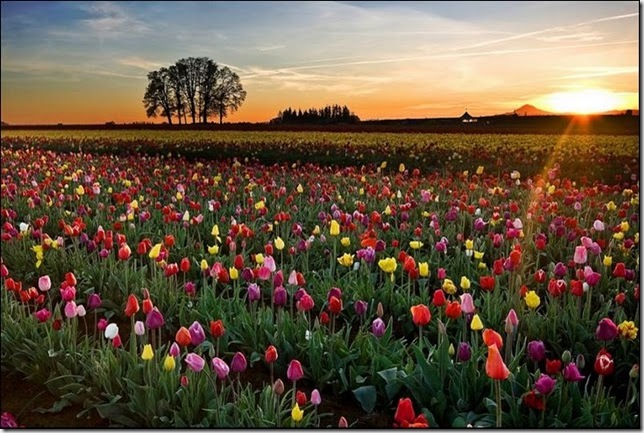 tulip-fields15