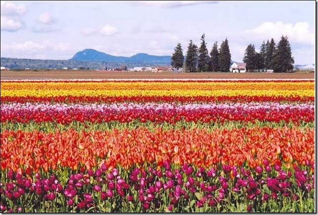 tulip-fields24