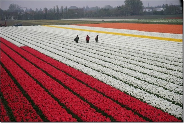 tulip-fields27