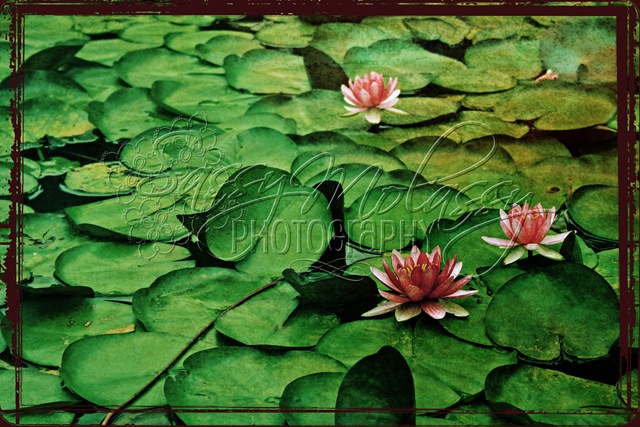 LilyPads2