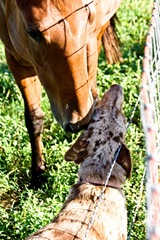 horse3