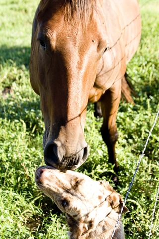 [Horse564.jpg]