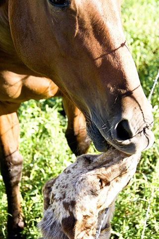 [horse555.jpg]