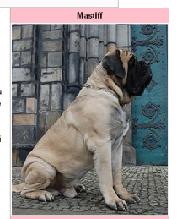 [Mastiff[3].jpg]