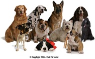 raças-de-cães