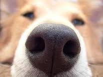 [Olfato canino[4].jpg]