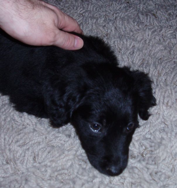 My 9 5 Week Old Poodle Sheltie Mix