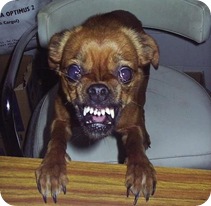 Cachorro Louco2