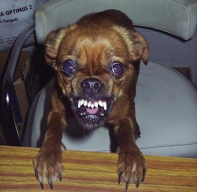 [Cachorro Louco2[5].jpg]