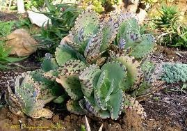 الصباريات كيفية زراعتها والعناية بها Cactuses Kalanchoe+marmorata%5B4%5D