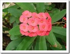 Euphorbia Splendens