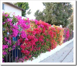 زراعة نبات الجهنمية Bougainvillea  165696_1694844381236_1541637130_1601592_1121989_n_thumb%5B3%5D