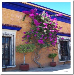 More Bougainvillea