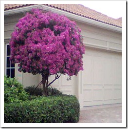 زراعة نبات الجهنمية Bougainvillea  Bougainvillea-1_thumb%5B3%5D