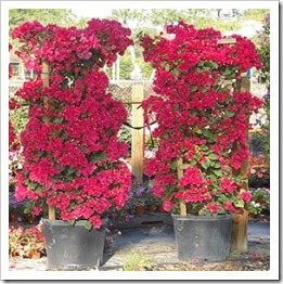 BougainvilleaTrellis15G_lg1-260x300 BougainvilleaTrellis15G_lg1-260x300