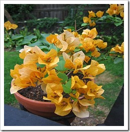 IMG_8769 IMG_8769