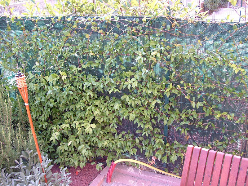 DSCF0528.JPG