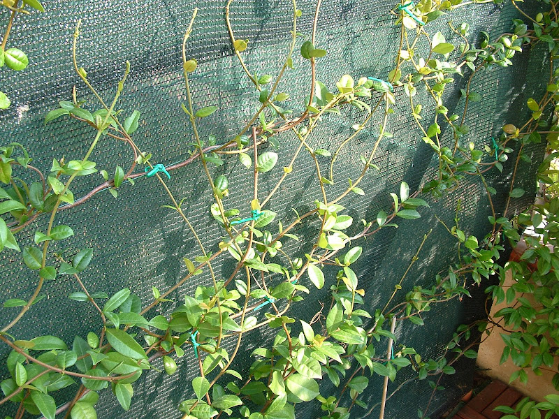 DSCF0531.JPG
