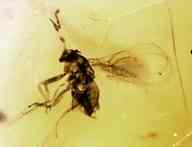 amber-africa-parasite-wasp amber-africa-parasite-wasp
