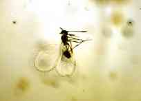 amber-africa-wasp amber-africa-wasp