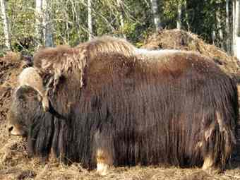 male musk ox stands in a paddock at the Large Animal Research Station in Fairbanks, Alaska. The musk ox is genetically adapted to survive the harsh climate. Its long hair skirt, covering a fine wool coat and a 2-inch layer of fat, allows the animal to retain heat during the long, lean winters. All animals, except humans, adapt to climate by changing genetically.(Jane Greenhalgh) male musk ox stands in a paddock at the Large Animal Research Station in Fairbanks, Alaska. The musk ox is genetically adapted to survive the harsh climate. Its long hair skirt, covering a fine wool coat and a 2-inch layer of fat, allows the animal to retain heat during the long, lean winters. All animals, except humans, adapt to climate by changing genetically.(Jane Greenhalgh)