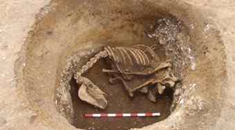 Horse remains believed to be more than 2,000 years old from the Iron Age which were discovered during the construction of a new a school in Carshalton, south west London. Horse remains believed to be more than 2,000 years old from the Iron Age which were discovered during the construction of a new a school in Carshalton, south west London.