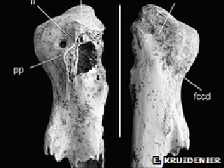 Photo of the bones of the now extinct giant stork. Photo of the bones of the now extinct giant stork.