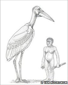 Artist’s impression of the size of the giant stork next to a Homo floresiensis hobbit Artist’s impression of the size of the giant stork next to a Homo floresiensis hobbit