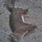 gray squirrel, blue bottle flies